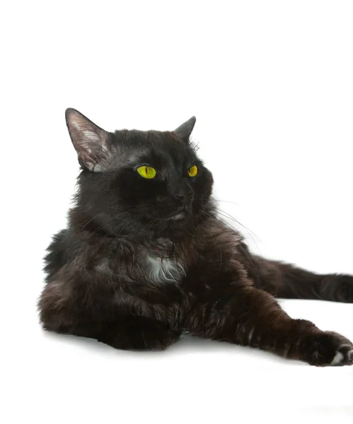 Gato negro —  Fotos de Stock