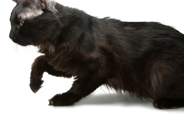 Sinsi sinsi kedi — Stok fotoğraf