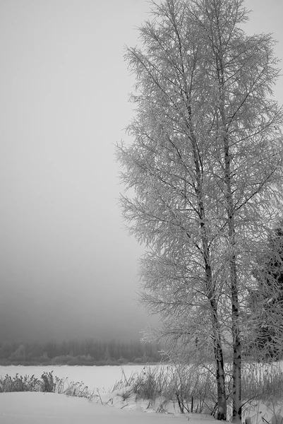 El árbol congelado —  Fotos de Stock