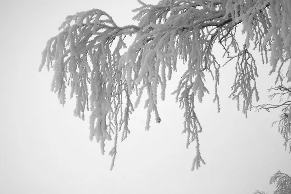 A árvore congelada — Fotografia de Stock