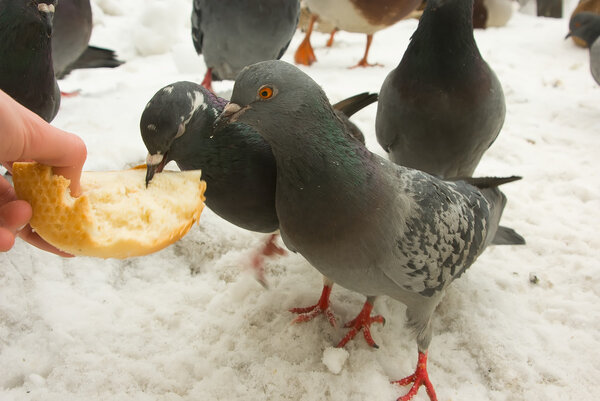 Hungry pigeons in the winter