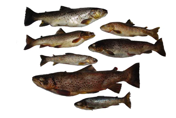Fish Salmon — Stock Photo, Image