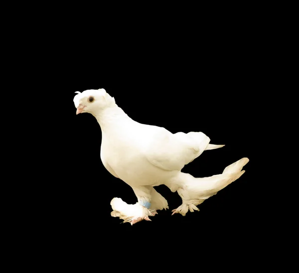 White Dove — Stock Photo, Image
