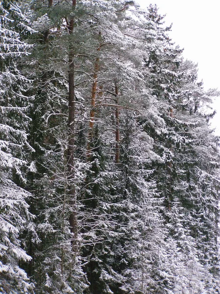 겨울 풍경. — 스톡 사진