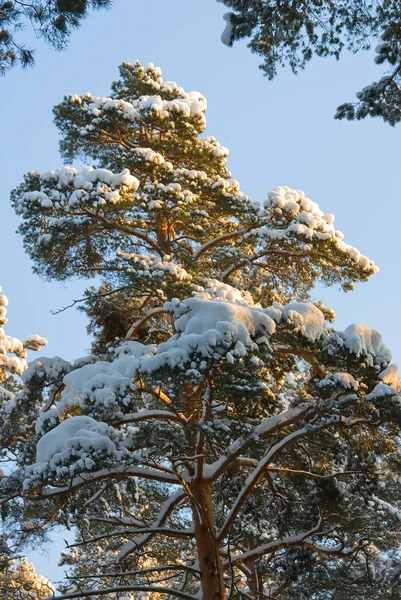Снег на елке — стоковое фото