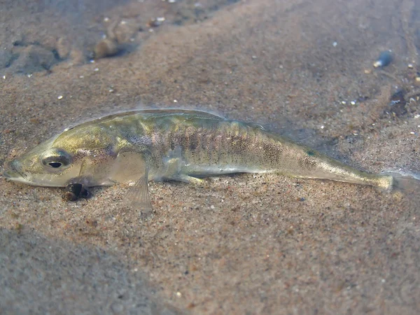 Pesce morto sulla spiaggia — Foto Stock