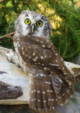 Owl (Aegolius funereus) clipart