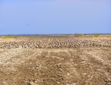 Spring field and geese clipart