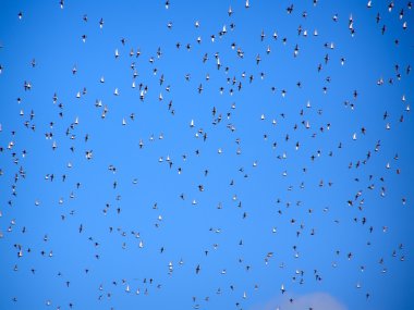 Plover uçuş