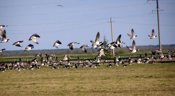 stock image Spring field and geese