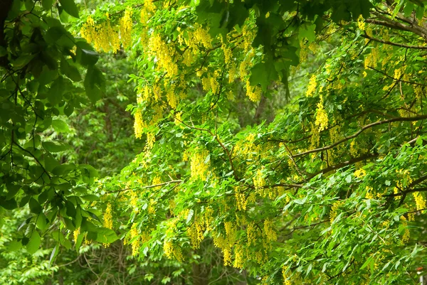Çiçek açan akasya — Stok fotoğraf