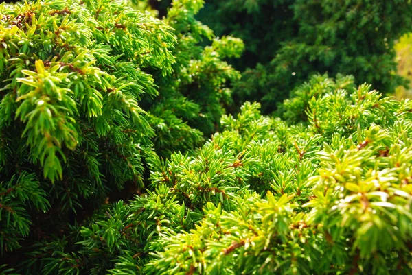 Juniper Arbusto Parte Tarde Perto — Fotografia de Stock