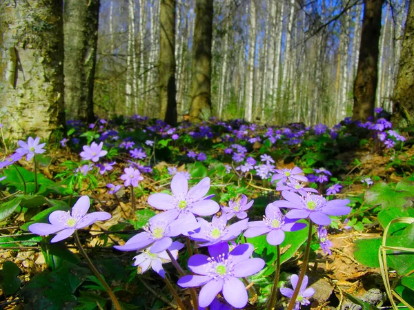 Blauwe Anemone Het Voorjaar Een Glade — Stockfoto