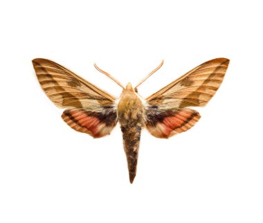 Sphingidae close up on a white background clipart