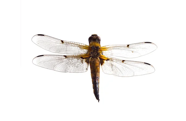 stock image Dragonfly close up on a white background