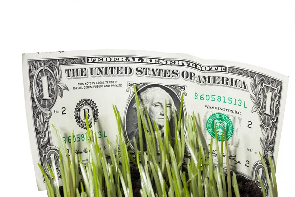 Horizontal Closeup Dollar Bills Stashed Green Grass — Stock Photo, Image