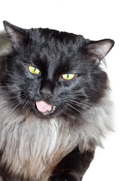 Černá Kočka Bílém Pozadí — Stock fotografie