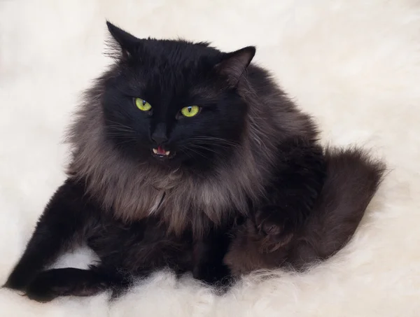 Black Cat White Soft Laying — Stock Photo, Image