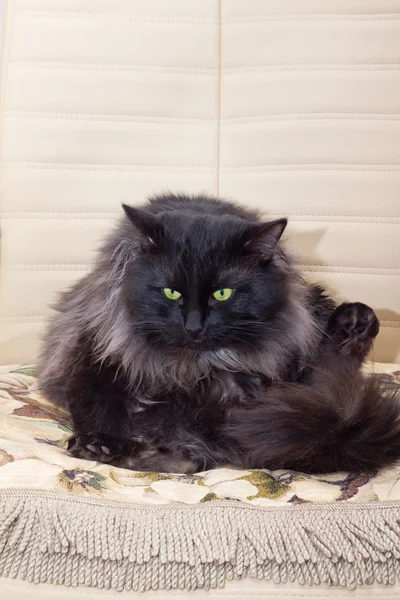 Czarny Kot Skórzanych Fotelach Bliska — Zdjęcie stockowe