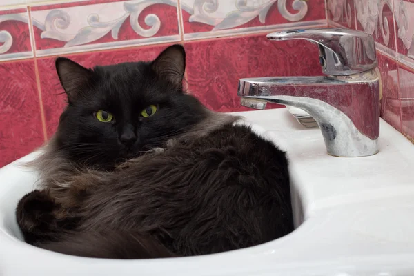 Gato Convenientemente Instalou Banheiro — Fotografia de Stock