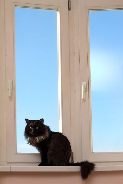 Γάτα σπίτι σε ένα παράθυρο — Φωτογραφία Αρχείου