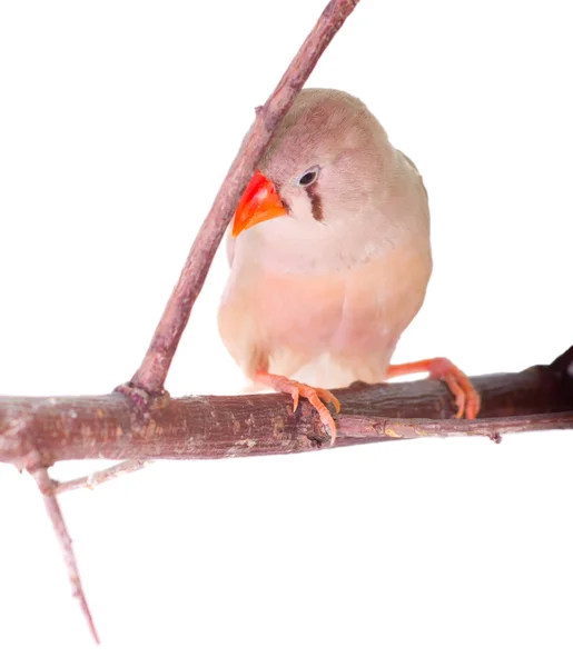 Uccello Amadina Sfondo Bianco Ramo — Foto Stock