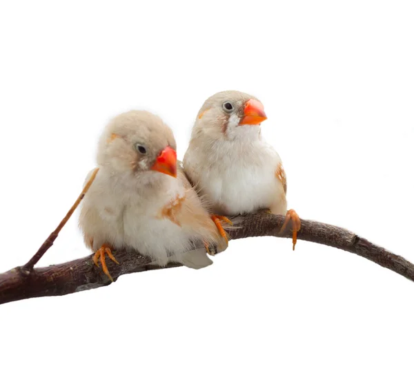 Bird Amadina White Background Branch — Stock Photo, Image