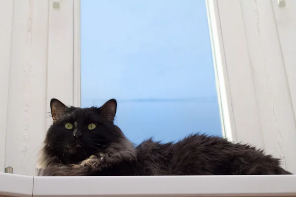 Dom kot w oknie — Zdjęcie stockowe