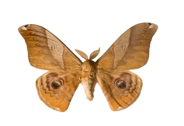 Бабочка Шелкопряда Изолирована Белом Фоне — стоковое фото