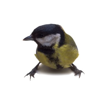 büyük baştankara parus major