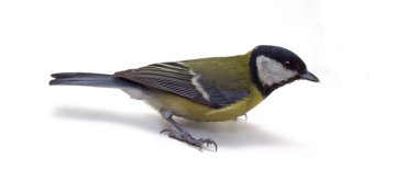 Great Tit, Parus Major clipart