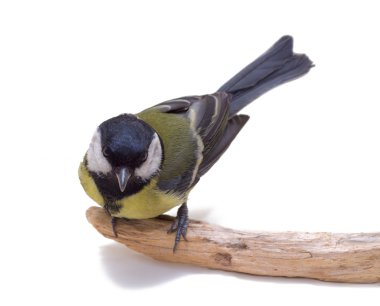 Great Tit, Parus Major clipart