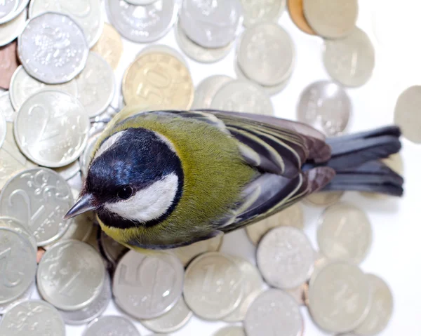 The rich great tit — Stock Photo, Image
