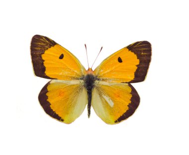 Colias dökülmesi