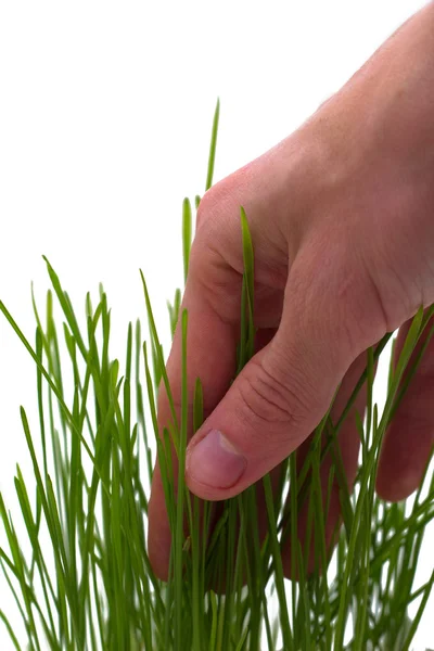 Трогательная трава — стоковое фото