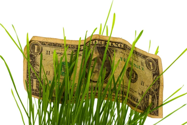 Facturas del dólar escondidas en hierba verde — Foto de Stock