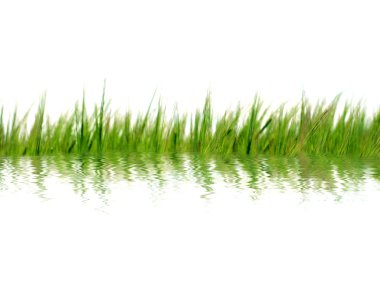 Grass in water clipart