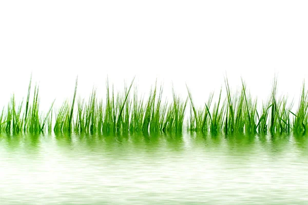 Трава у воді — стокове фото