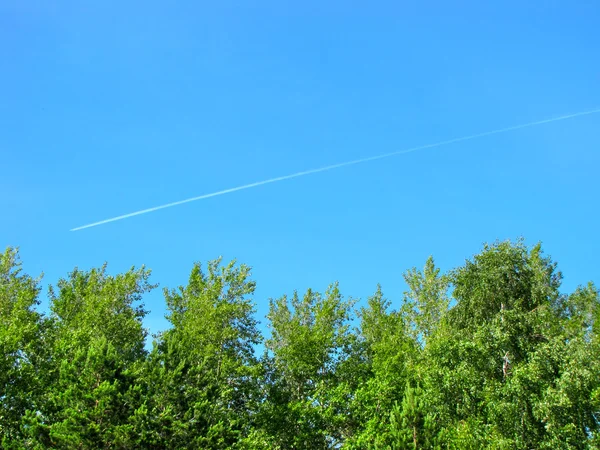 stock image Trees and sky