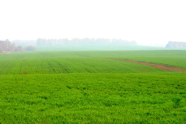 Fields and fog — Stock Photo, Image