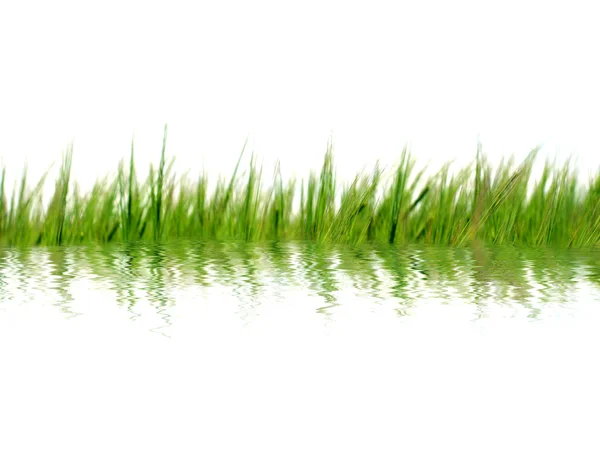 Трава в воде — стоковое фото