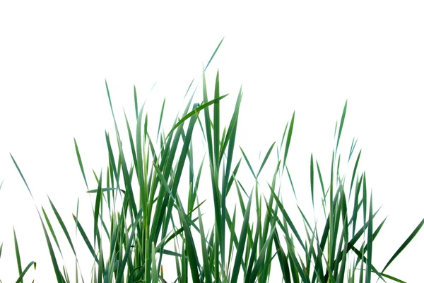 Izolowane trawy — Zdjęcie stockowe