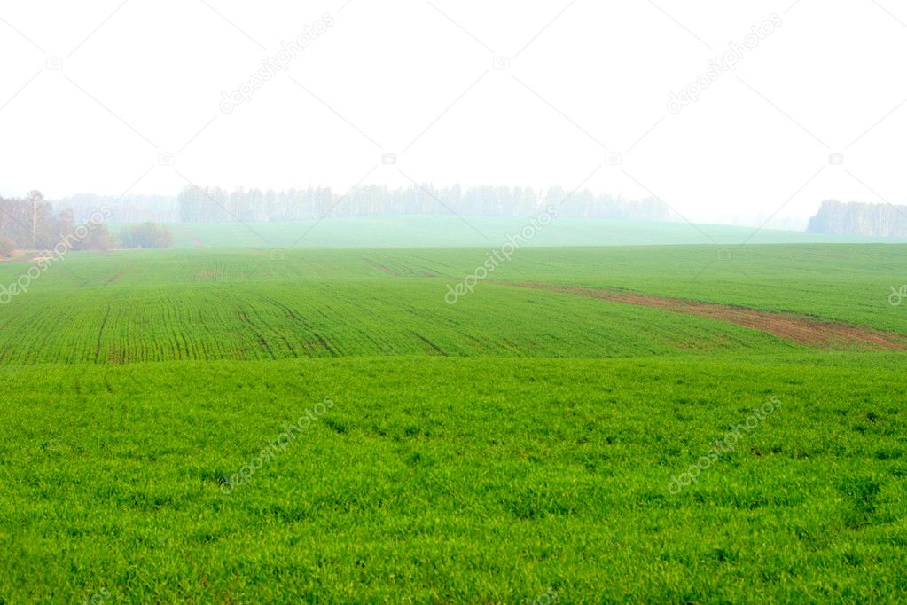 Fields and fog