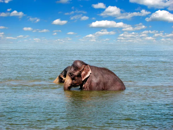 stock image Elephants in the sea