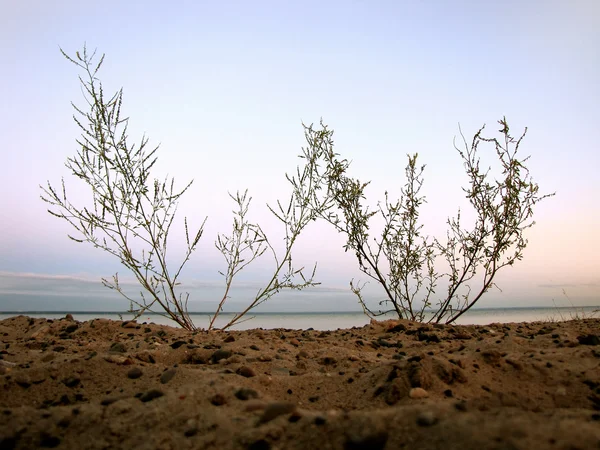 Planta na areia — Fotografia de Stock