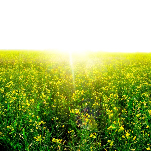 Цветы в солнечном свете — стоковое фото