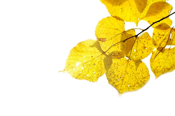 Autumn foliage — Stock Photo, Image