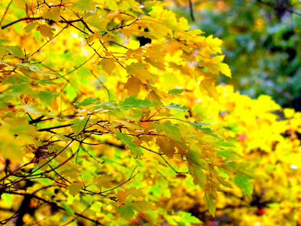 Follaje de otoño —  Fotos de Stock