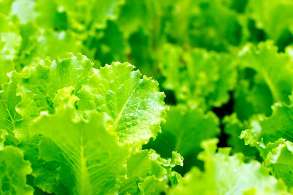 stock image Fresh lettuce leafs