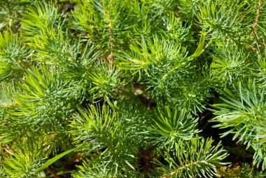 Selvi Spurge (Euphorbia cyparissias) yaprakları ve çiçekleri